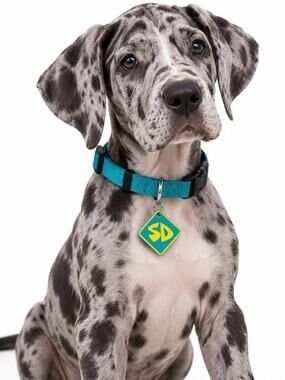 Scooby Doo SD Dog Collar Small Teal Blue Adjustable Pet Collar with Charm New